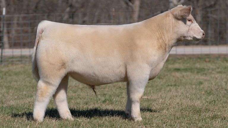 ASHWORTH TAG 97 STEER