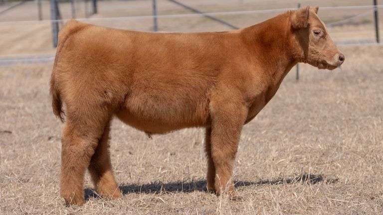 CHAPLIN TAG 01 STEER