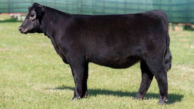 MARTIN TAG 8 HEIFER