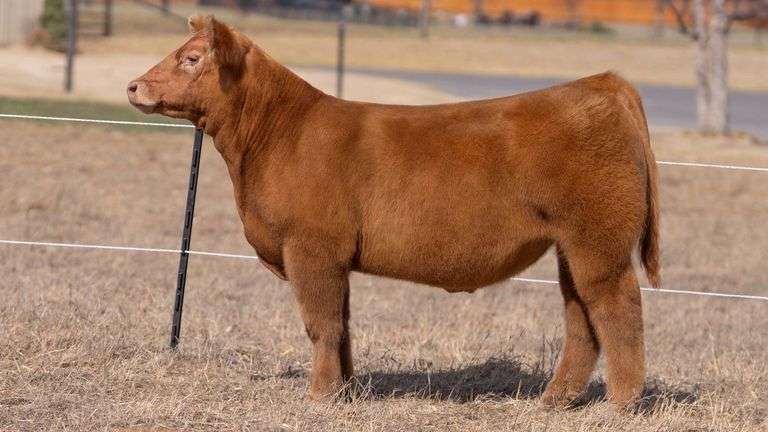 WEBSTER TAG 595 STEER