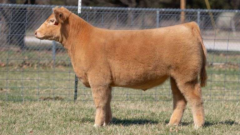 ASHWORTH TAG 101 STEER