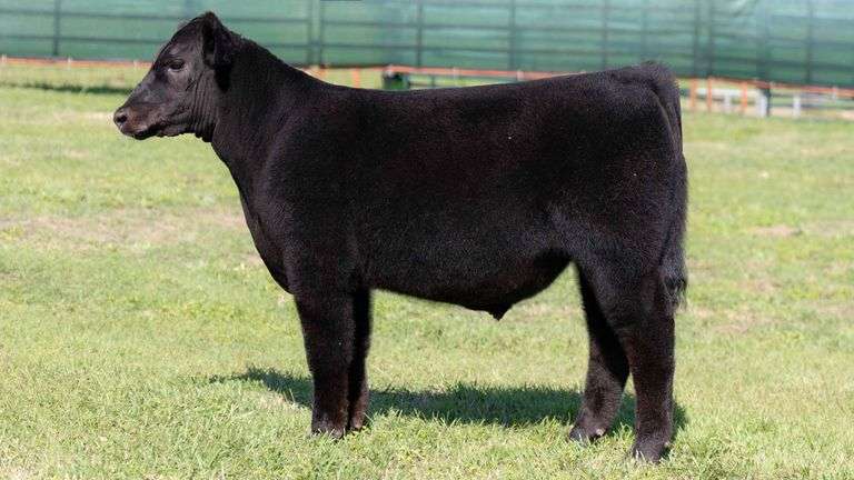 MARTIN TAG 443 BULL/STEER