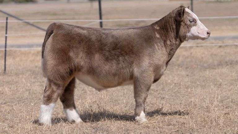 CHAPLIN TAG SILVER BALDY STEER