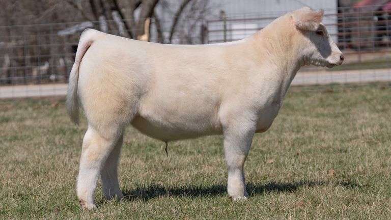 ASHWORTH TAG 91 STEER
