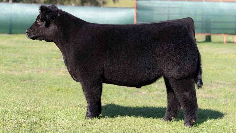 MARTIN TAG 7 STEER