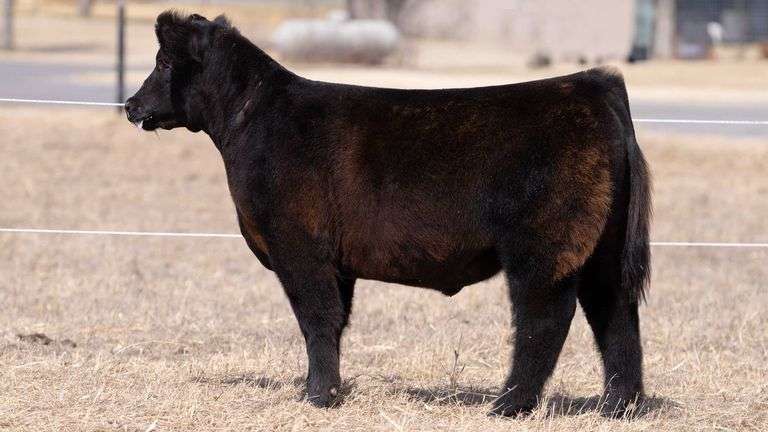 CHAPLIN TAG DM2 STEER
