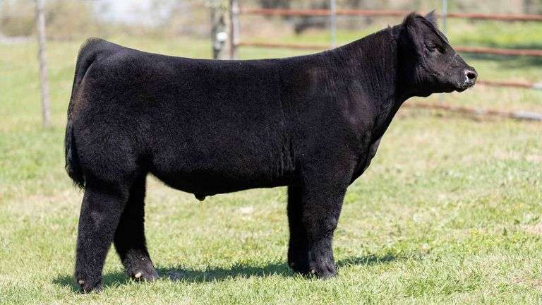 MARTIN TAG 1 STEER