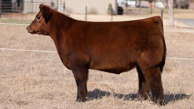 CHAPLIN TAG RED STEER