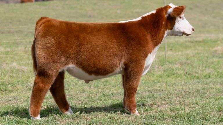 L5 TAG 78427 STEER
