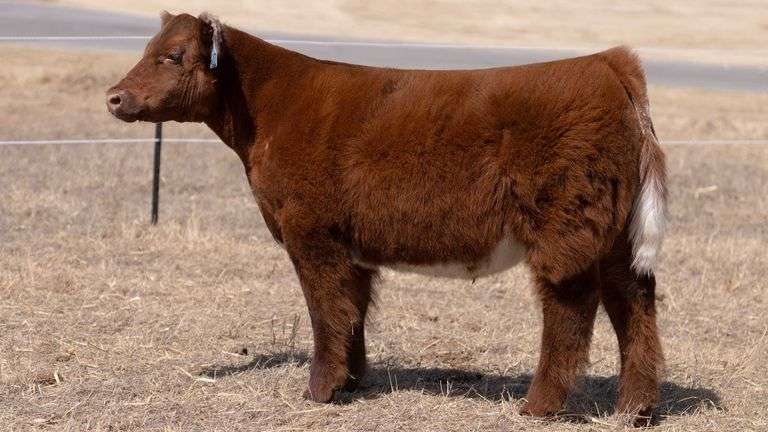 WEBSTER TAG 6117 STEER