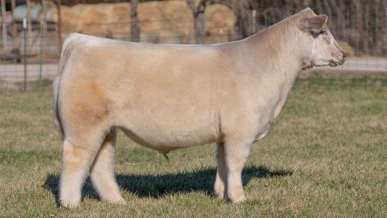 ASHWORTH TAG 85 STEER