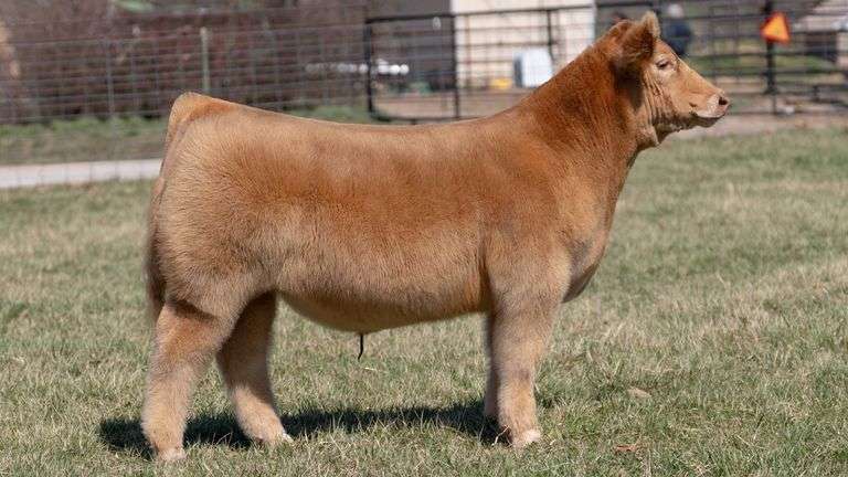 ASHWORTH TAG 100 STEER