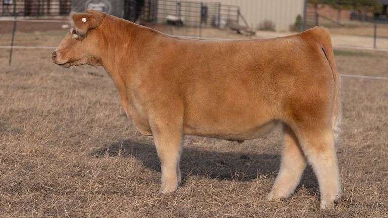 WEBSTER TAG NT STEER