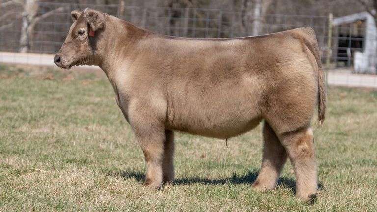 ASHWORTH TAG 102 STEER