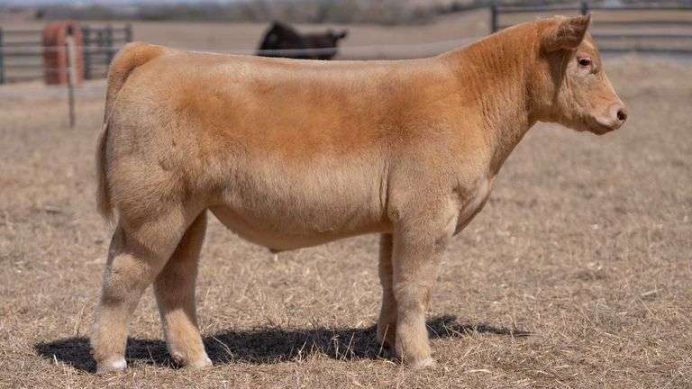 CHAPLIN TAG NT GOLD STEER