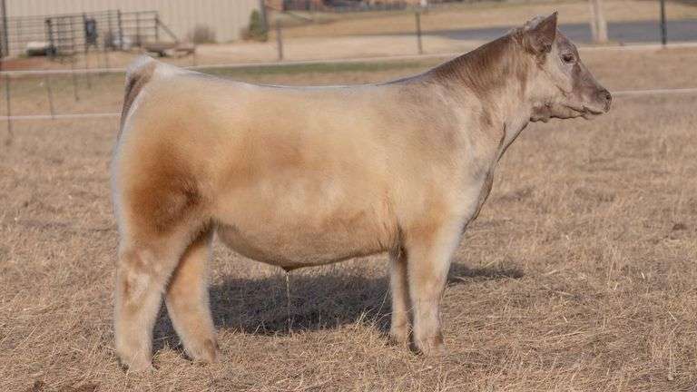 WEBSTER TAG 196 STEER