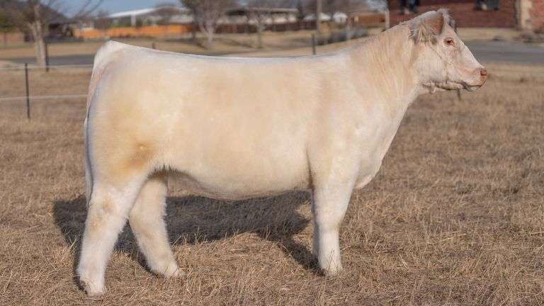 WEBSTER TAG 72 STEER