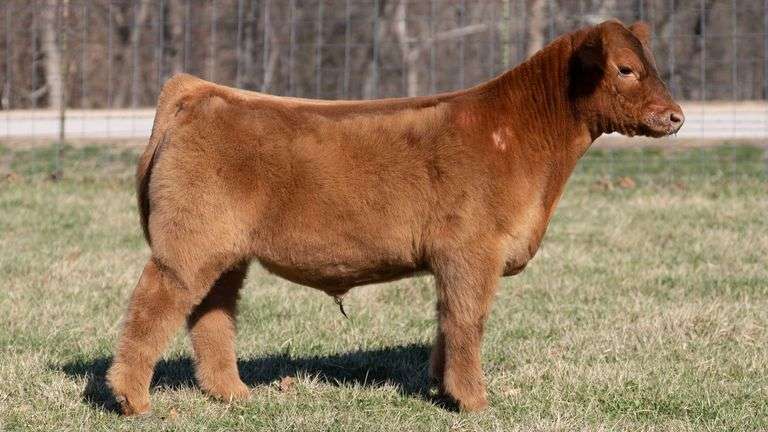 ASHWORTH TAG 98 STEER