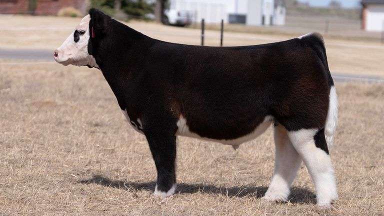 WEBSTER TAG 39 STEER