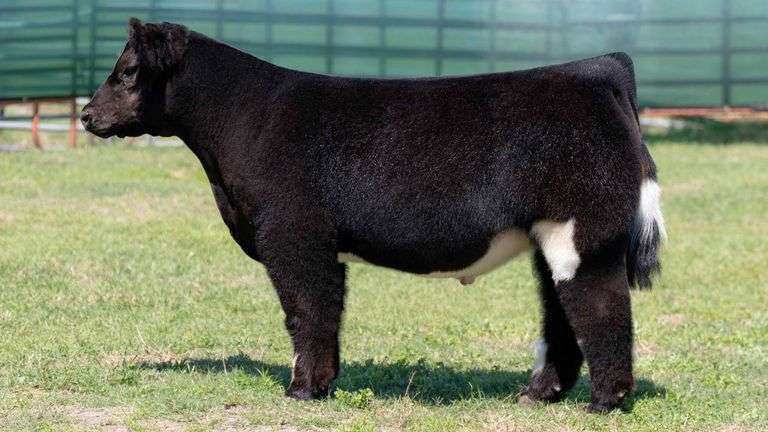MARTIN TAG 3 STEER