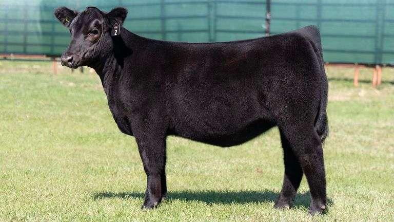 MARTIN TAG 2 HEIFER