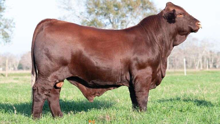 CONVENTIONAL SEMEN - 2 UNITS OF XL'S AMERICAN PHAROAH 303