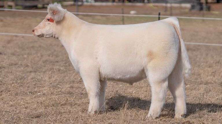 CHAPLIN TAG 50 STEER