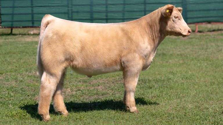 MARTIN TAG 11 STEER