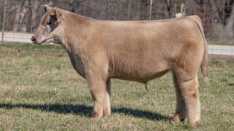 ASHWORTH TAG 96 STEER
