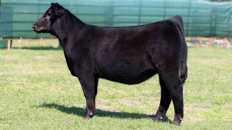 MARTIN TAG 2 HEIFER