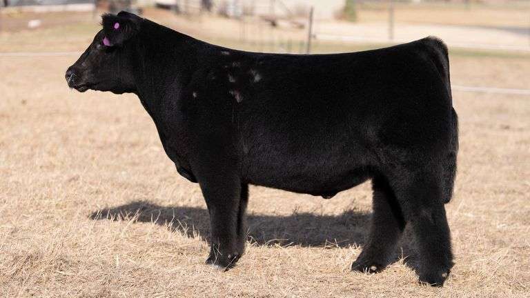 WEBSTER TAG 71 STEER