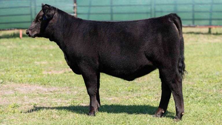 MARTIN TAG 161 HEIFER