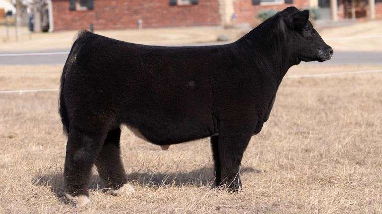 WEBSTER TAG HIA X THRILLER STEER