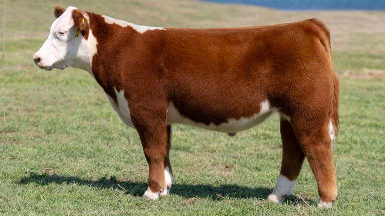 L5 TAG A170 STEER