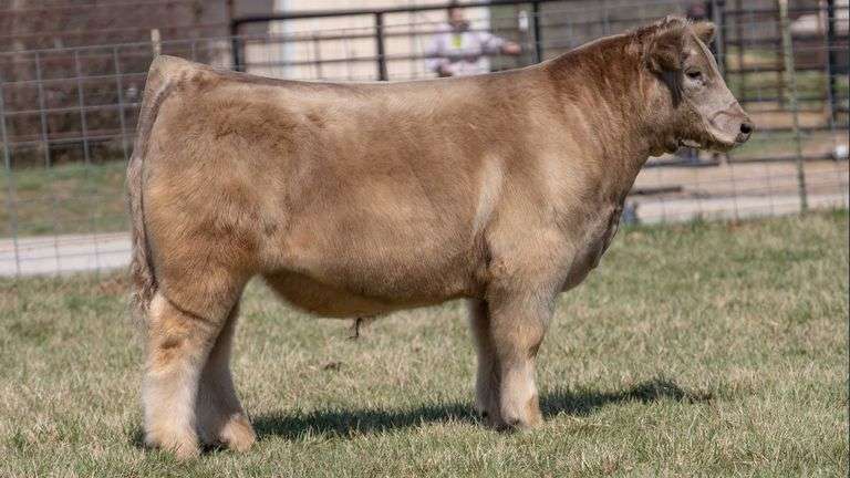 ASHWORTH TAG 103 STEER