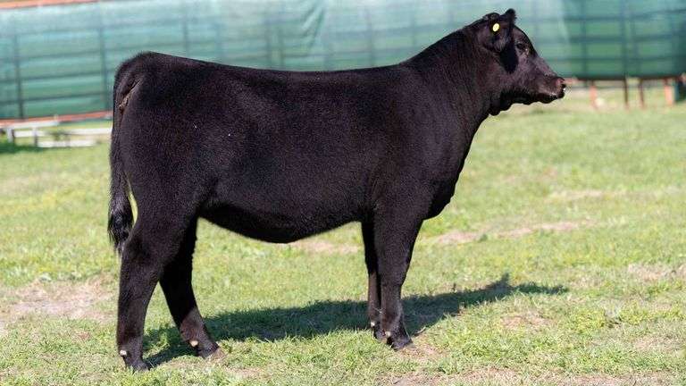 MARTIN TAG 10 HEIFER