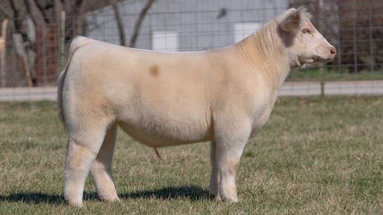ASHWORTH TAG 86 STEER