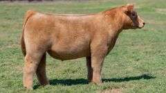 L5 TAG 4632 STEER