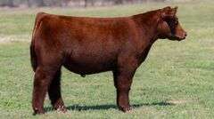L5 TAG 51 STEER