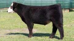 MARTIN TAG 5 STEER