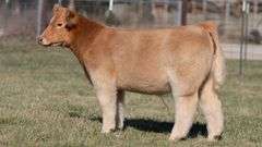 ASHWORTH TAG 99 STEER
