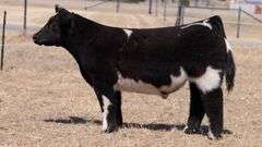 WEBSTER TAG NT HUSTON STEER