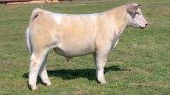 L5 TAG 840 STEER