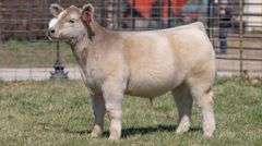 ASHWORTH TAG 88 STEER