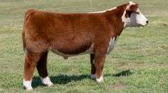 L5 TAG 79262 STEER