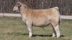 ASHWORTH TAG 82 STEER