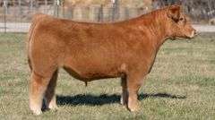ASHWORTH TAG 92 STEER