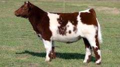L5 TAG 670 STEER