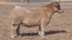 WEBSTER TAG 94236 STEER