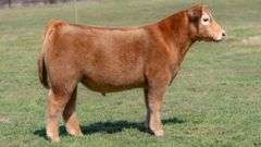 L5 TAG 5846 STEER